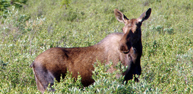 0718fig11.jpg