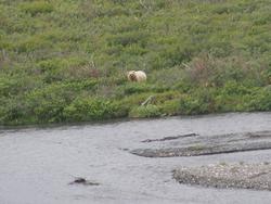 P7151224_Bear.jpg